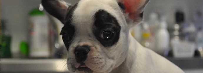Cachorro de bulldog francés paciente del centro