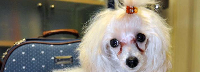 Caniche recién peinado en la peluquería del centro
