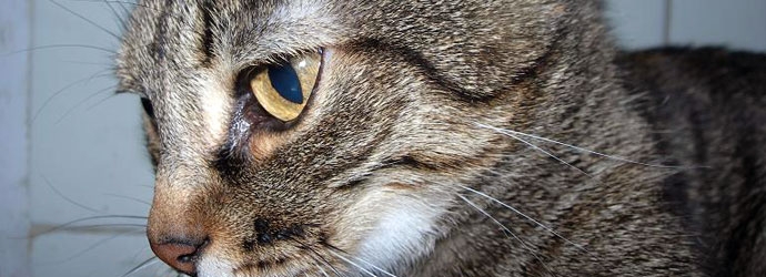Gato paciente de Centro Veterinario Torrejón