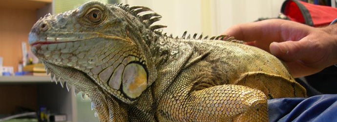 Iguana atendida en consulta de animales exóticos