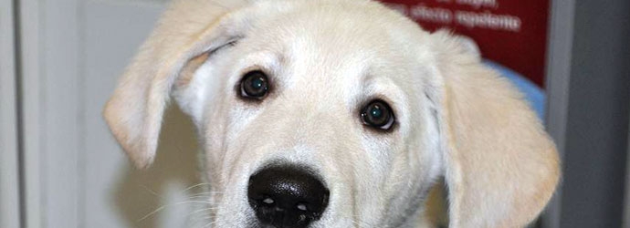 Cachorro de labrador paciente del centro