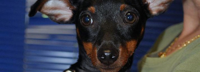 Mini pinscher paciente del centro