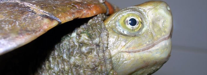 Tortuga paciente del centro