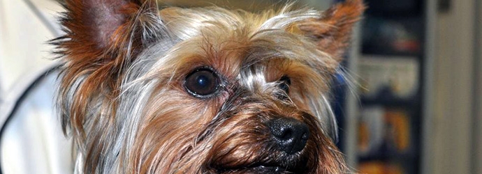 Yorkshire terrier atendido en Centro Veterinario Torrejón